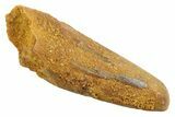 Juvenile Fossil Spinosaurus Tooth - Real Dinosaur Tooth #354835-1